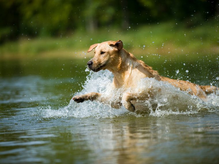 Vodní radovánky se psem