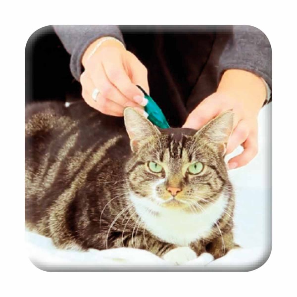 beaphar Zecken- & Flohschutz SPOT-ON für Katzen
